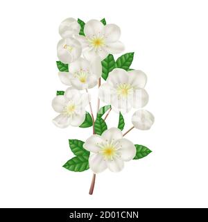 Ramo di mela in fiore con fiori bianchi. Fiori freschi di primavera. Illustrazione vettoriale realistica Illustrazione Vettoriale
