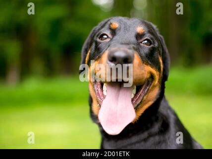 Un cane rottweiler purebred che si pancia all'aperto con una lunga lingua appendere fuori dalla sua bocca Foto Stock