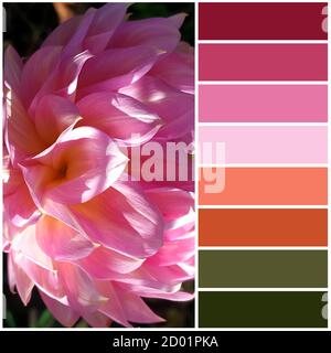 Dahlia fiore primo piano. La tavolozza dei colori in uscita dall'immagine corrisponde alle tonalità dell'autunno Foto Stock