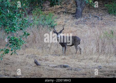 Male Mule Deer buck nel Whiting Ranch Wilderness Park, Orange County, California, Stati Uniti Foto Stock