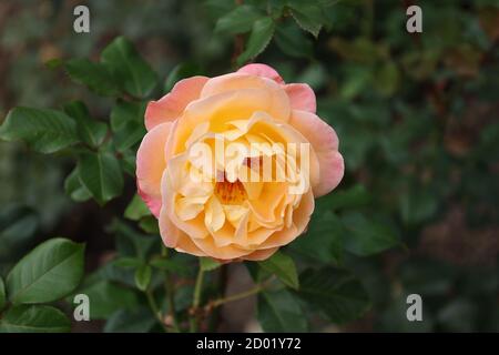 Belle rose su un cespuglio nel giardino Foto Stock