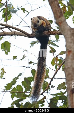 Black Giant Squirrel (Ratufa bicolor bicolor) adult on branch with stick in mouth  Bali Barat NP, Bali, Indonesia         July Stock Photo