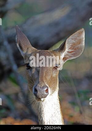 Javan Deer (Rusa timorensis renschi) close up of adult female  Bali Barat NP, Bali, Indonesia      July Stock Photo