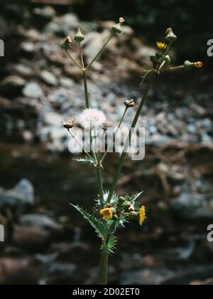 Un dente di leone cresce sulla riva del fiume. Foto Stock