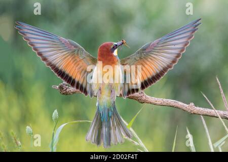 Ape-eater europeo in volo (Apiaster Merops), Italia Foto Stock