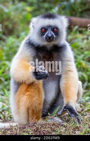 Diademed sifaka (Propithecus diadema), Andasibe Parco nazionale del Madagascar Foto Stock