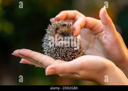 Una donna mano che tiene un po' riccio Foto Stock