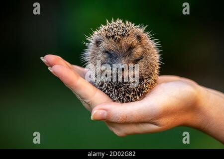 Una donna mano che tiene un po' riccio Foto Stock