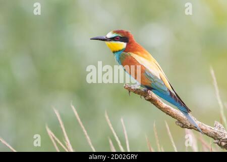 Primo piano dell'ape-eater europeo (Apiaster Merops), Italia Foto Stock