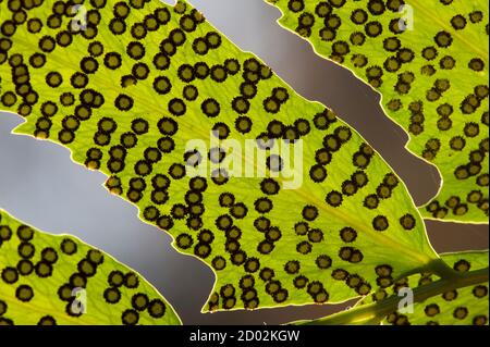 Spore linee e macchie sul lato inferiore delle foglie di felce. Foto Stock