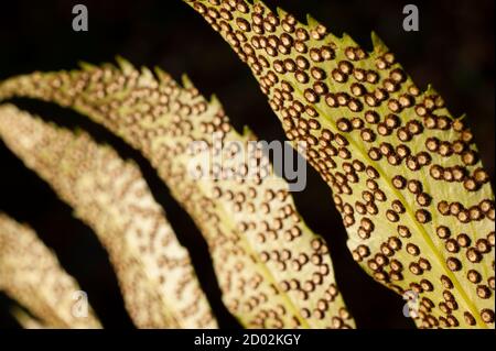 Spore linee e macchie sul lato inferiore delle foglie di felce. Foto Stock