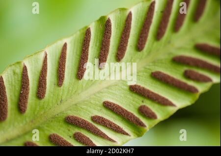 Spore linee e macchie sul lato inferiore delle foglie di felce. Foto Stock