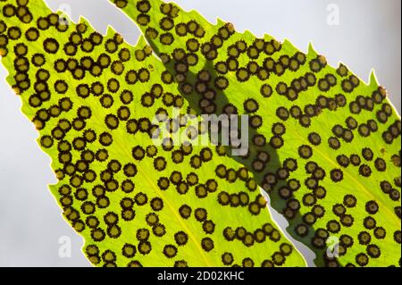 Spore linee e macchie sul lato inferiore delle foglie di felce. Foto Stock