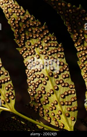 Spore linee e macchie sul lato inferiore delle foglie di felce. Foto Stock