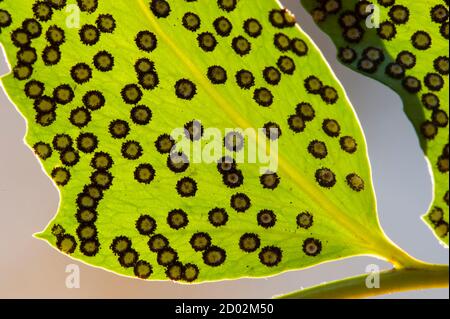 Spore linee e macchie sul lato inferiore delle foglie di felce. Foto Stock