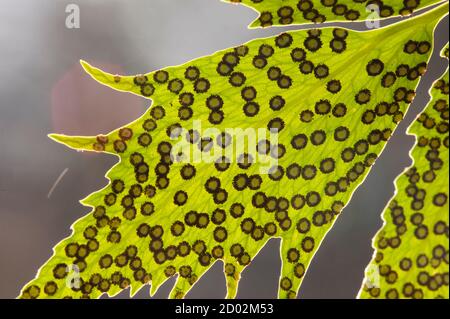 Spore linee e macchie sul lato inferiore delle foglie di felce. Foto Stock