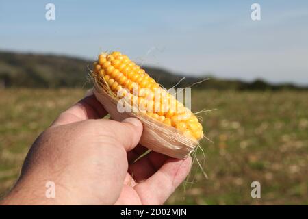 Mais dolce sul pannocchie tenuto in mano contro campo, pannocchie all'aperto sinistra sul pavimento del campo dopo raccolto raccolti tagliati, Surrey, Regno Unito, settembre 2020 Foto Stock