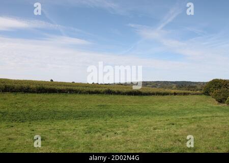 Mais dolce coltiva spighe di mais che crescono in un campo nelle colline Surrey pronto per la raccolta, Abinger Hammer, Surrey, Regno Unito, settembre 2020 Foto Stock