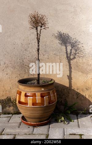 Un vaso con un albero appassito e la sua ombra il muro Foto Stock