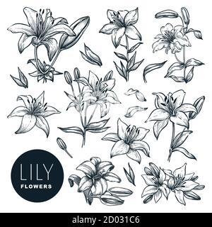 Lily Bella fioritura insieme di fiori, isolato su sfondo bianco. Illustrazione dello schizzo disegnata a mano dal vettore. Primavera o estate piante e natura floreale de Illustrazione Vettoriale