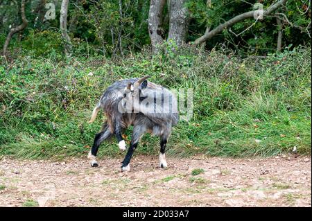 Selvaggio goto primitivo britannico nelle colline di Mendip, Somerset Foto Stock