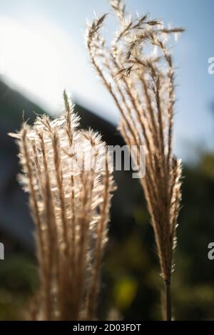 Miscanthus Sinensis 'capo rosso' un'erba ornamentale, al sole della sera. Foto Stock