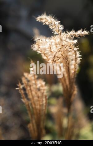 Miscanthus Sinensis 'capo rosso' un'erba ornamentale, al sole della sera. Foto Stock