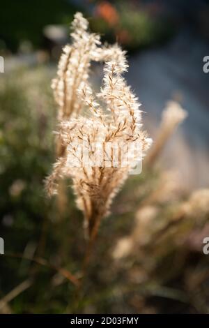 Miscanthus Sinensis 'capo rosso' un'erba ornamentale, al sole della sera. Foto Stock