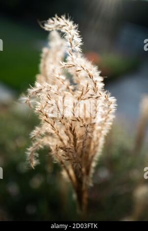 Miscanthus Sinensis 'capo rosso' un'erba ornamentale, al sole della sera. Foto Stock