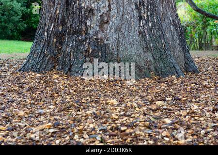 Cedar Tree con colori autunnali circostanti Foto Stock