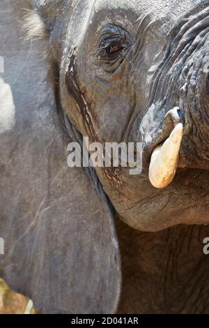 Primo piano ritratto di un elefante. Parco Nazionale di Tarangire, Tanzania, Africa. Foto Stock