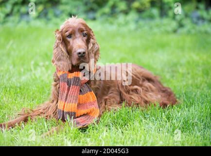 Divertente cane irlandese setter animale domestico guardando in erba dentro autunno con sciarpa Foto Stock