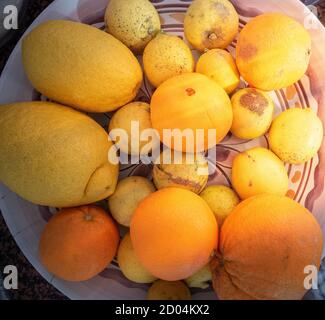 Colpo di un gruppo di frutti belli e colorati: Arance, limoni, lime e mandarini Foto Stock