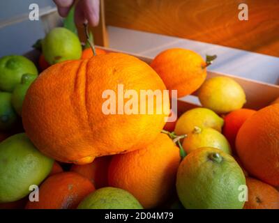 Colpo di un gruppo di frutti belli e colorati: Arance, limoni, lime e mandarini Foto Stock