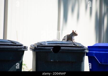 Uno scoiattolo seduto in cima a un cestino può dentro Fronte di una recinzione bianca Foto Stock