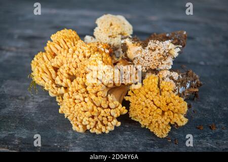 Fungo commestibile Ramaria fava sullo sfondo di una vecchia tavola di legno primo piano. Foto Stock