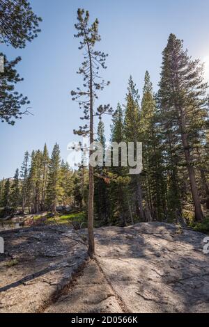 Una pineta che cresce da una roccia circondata da alti pini e un lago sullo sfondo in una giornata di sole in California. Foto Stock