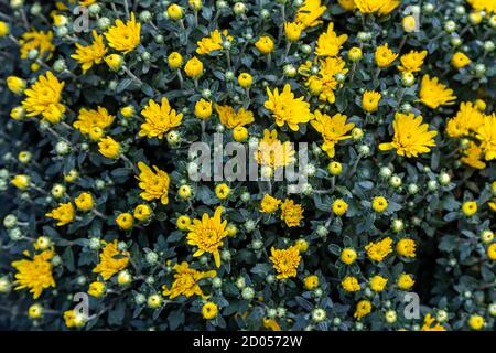 Guardando verso il basso una fotografia a cornice completa di crisantemo giallo fiori all'inizio dell'autunno Foto Stock