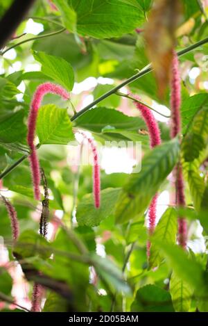 Acalypha hispida Chenille pianta Cerise Pink Catkins Fiori Pangere Foto Stock