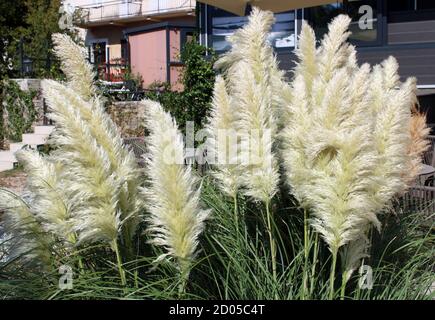 Crikvenica/Selce, piante vicino al marciapiede di mare, Croazia, Europa Foto Stock