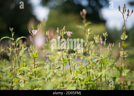 Tricyrtis Irta Petite piccoli tosaerba a stelo in giglio giapponese Fiori bianchi Viola con foglie verdi di natura Selvaggio Foto Stock