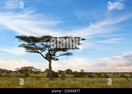 Albero della spina di acacia (Vachelia Tortilis) nel Parco Nazionale di Serengeti, Tanzania, Africa. Foto Stock