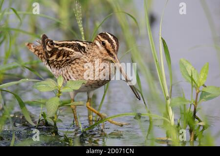 Common Snipe (Gallinago gallinago), N.T., Hong Kong 4 ottobre 2013 Foto Stock