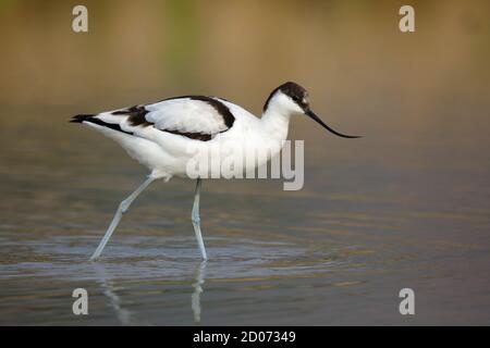 Pied Avocet (Recurvirostra avosetta), adulti, vista laterale, passeggiata nel risaie allagato campo, Long Valley, N.T. Hong Kong 28 dicembre 2013 Foto Stock