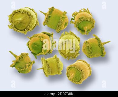 Protozoi ciliati Didinio sp., micrografia elettronica a scansione colorata (SEM). Questi minuscoli organismi monocellulari si trovano in acqua dolce e habi marini Foto Stock