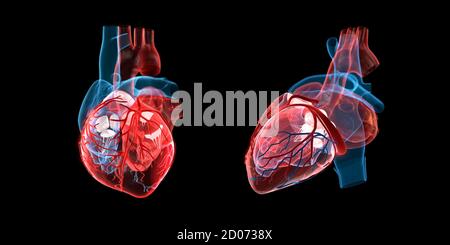 Anatomia di un cuore umano, vista frontale e laterale, illustrazione 3d. Foto Stock