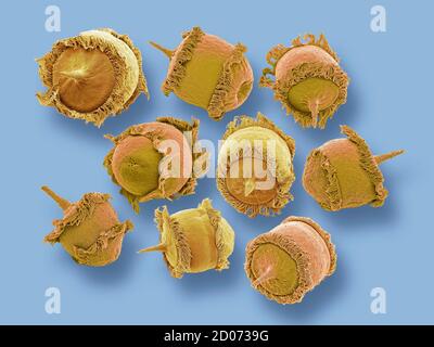 Protozoi ciliati Didinio sp., micrografia elettronica a scansione colorata (SEM). Questi minuscoli organismi monocellulari si trovano in acqua dolce e habi marini Foto Stock
