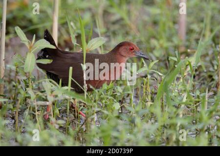 Crake (Porzana fusca) Long Valley, N.T. Hong Kong 24 novembre 2014 Foto Stock