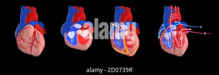 Sistema circolatorio ed elettrico a cuore umano, illustrazione 3d. Sezione trasversale del cuore che mostra i ventricoli e le valvole, e l'elettrico (cond Foto Stock