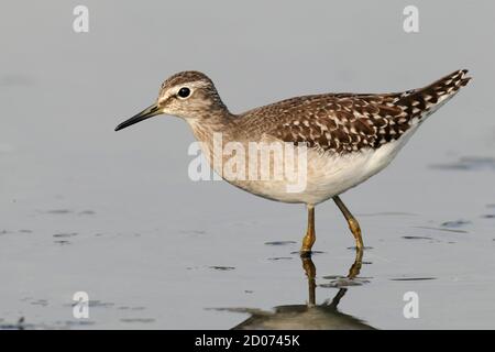 Legno Sandpiper (Tringa glareola), N.T. Hong Kong 19 ottobre 2013 Foto Stock